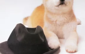 粤语配音电影八千公物语 忠犬八公物语 忠犬八公 ハチ公物語