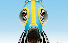粤语配音电影热斗小斑马 赛场大反攻 斑马竞赛 Racing Stripes