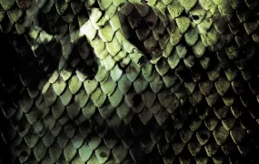 粤语配音电影狂蟒之灾2 Anacondas: The Hunt for the Blood Orchid