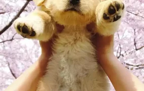 粤语配音电影狗狗与我的十个约定 我和狗狗的10个约定 与狗狗的10个约定 我和寻回犬的十个约定 犬と私の10の約束